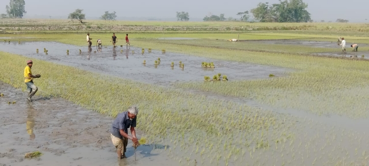 হবিগঞ্জে ৮লাখ মেট্রিক টনে ধান উৎপাদনের লক্ষ্য মাত্রা নিয়ে বোরো  আবাদ শুরু