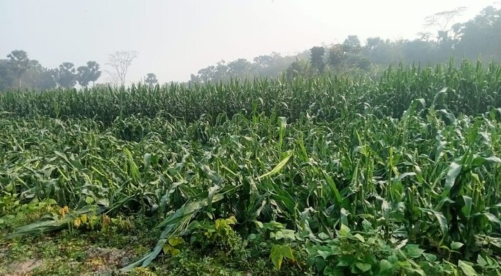 মতলবে বোনের ১২ শতাংস জমির ভূট্রা গাছ কেটে দিল সৎভাইরা