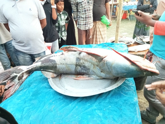 ৬০ কেজি ওজনের বাঘাইড় মাছে দাম ১লাখ ১৫ হাজার টাকা