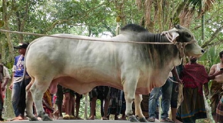 প্রধানমন্ত্রীকে কোরবানির গরু উপহার কৃষক দম্পতির